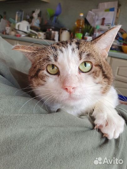 Кот в поиске мамы и дома