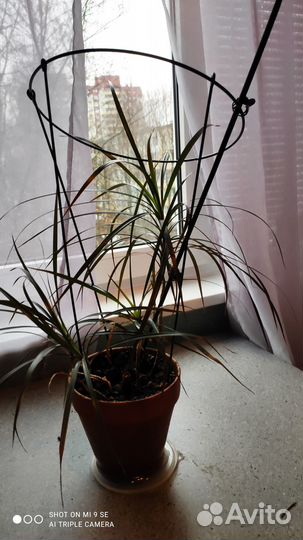 Пальма драцена