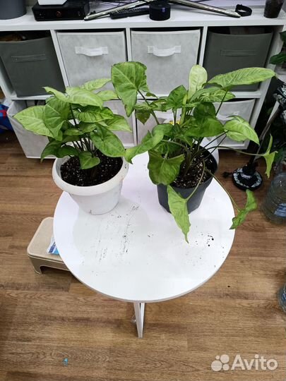 Цветы большие в горшках по 200