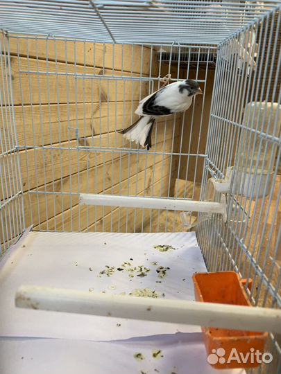 Кенары и канарейки(питомник выставочных птиц)