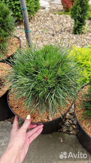 Сосна Варелла