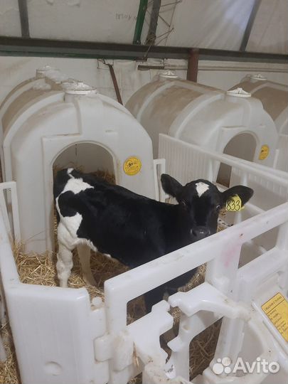 Быки и телки