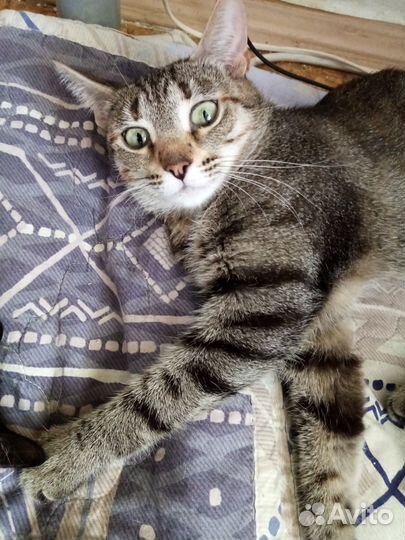 Полосатая кошка в добрые руки