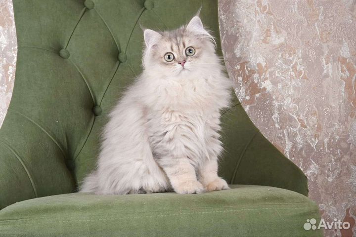 Британская шиншилла