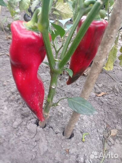 Семена перца (гогошар)(рамиро)(Озарк)