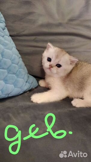 Шотландские котята