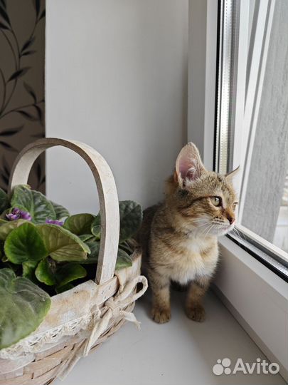 Котёнок