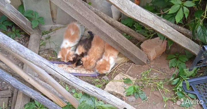 Отдаю котят в добрые руки бесплатно