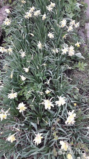 Нарциссы луковицы