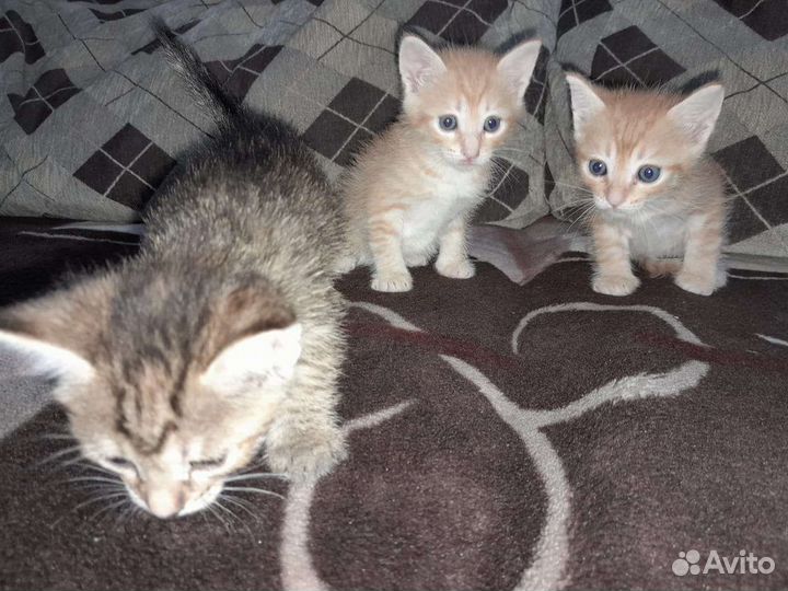 Отдам в добрые руки приученных к лотку котят