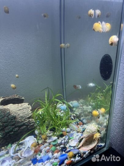 Улитки ампулярии