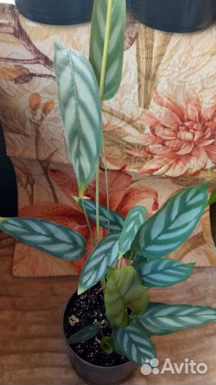 Комнатные цветы