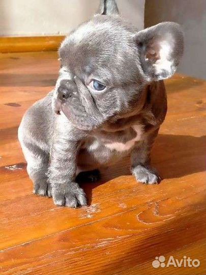 Французский голубой бульдог щенки