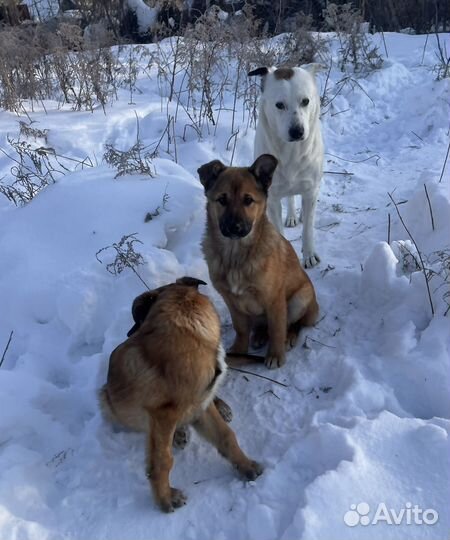 Собака в добрые руки