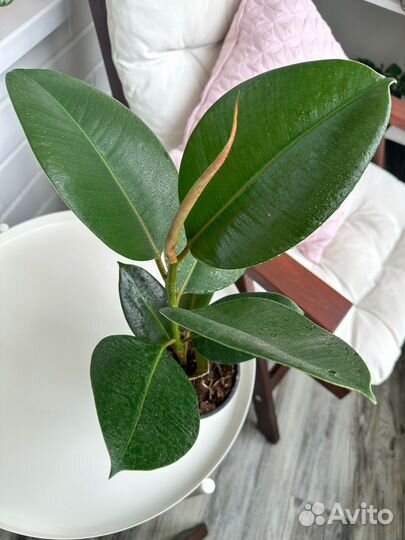 Фикусы Эластика