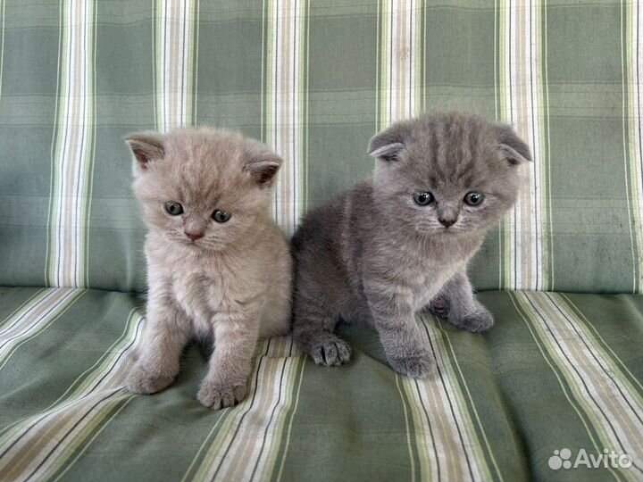 Британские котята