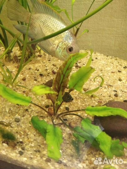 Криптокарина