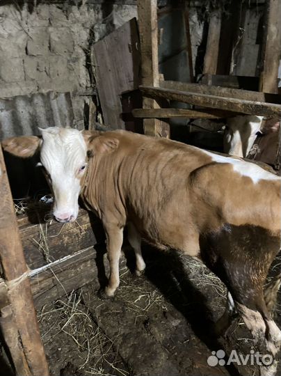 Коровы и телята