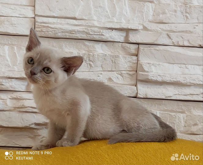Европейская бурма(котята)