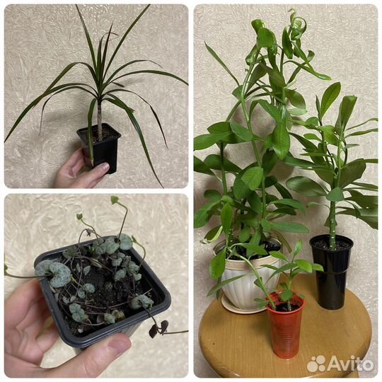 Комнатные цветы