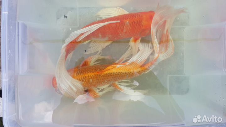 Карпы кои мальки