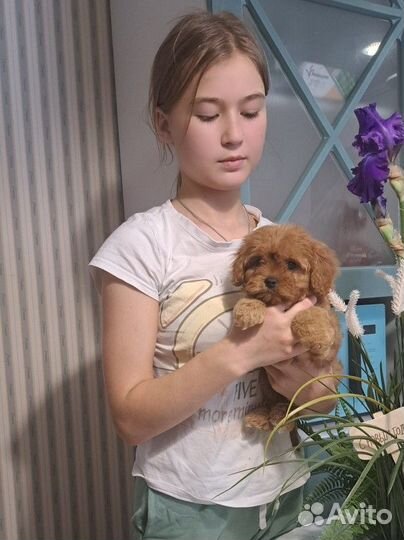 Щенки кавапу