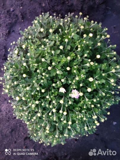 Мультифлора