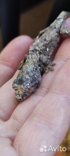 Малый новокаледонский геккон