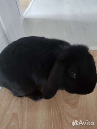 Кролик вязка