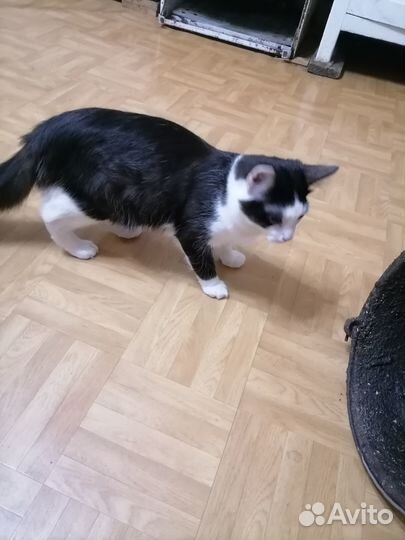 Кот в добрые руки