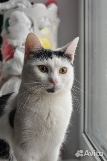 Котенок лёвка