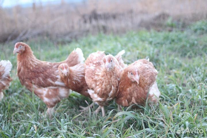 Куры несушки с доставкой