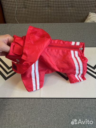 Комбинезон на мини той терьера