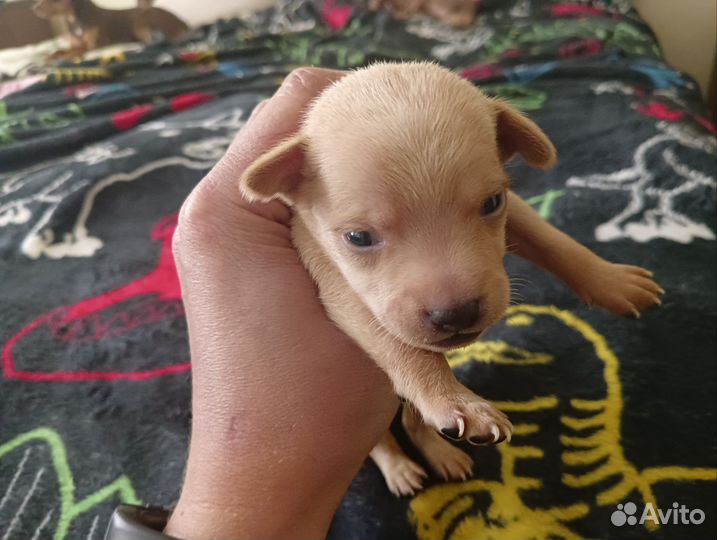 Щенки русский той-терьер