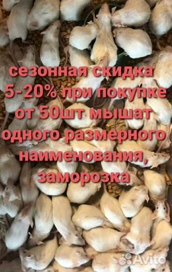 Корм- мышки, насекомые,цыплята для экзотов