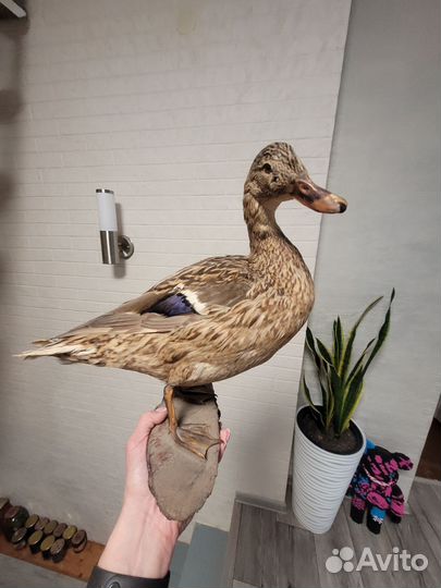 Чучело птицы