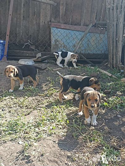 Продам щенков русской пегой гончей