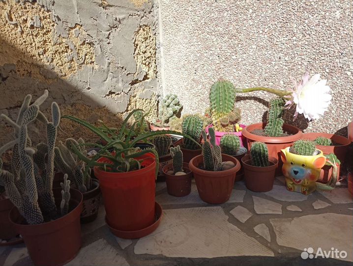 Кактус опунция,Сансевиерия, Алое