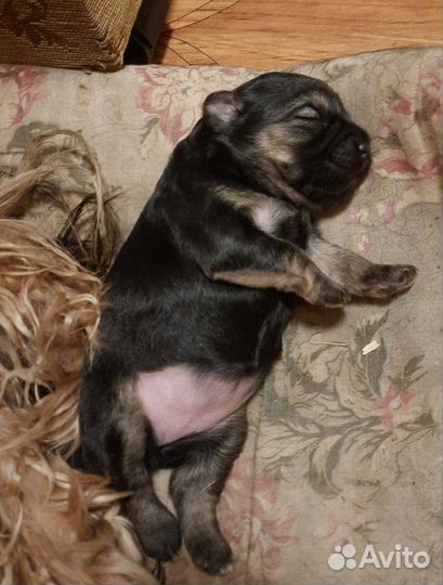 Отдам щенка йоркширского терьера в добрые руки