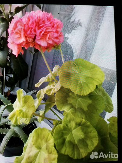 Пеларгония герань