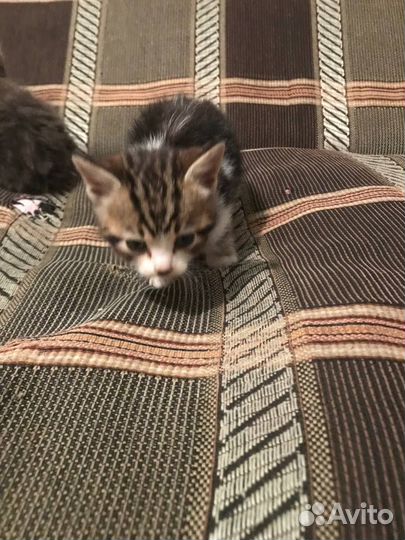 Кот и кошка