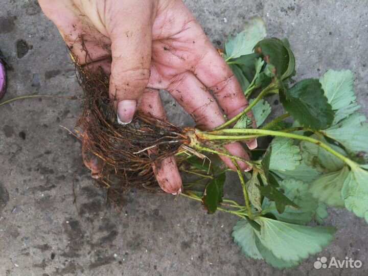 Ремонтантные сорта клубники