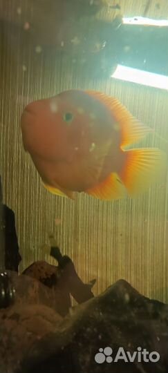 Аквариум