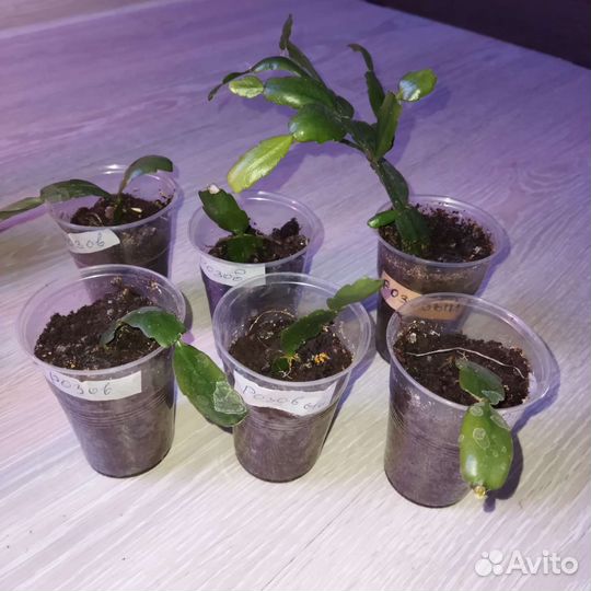 Декабрист шлюмбергера