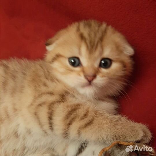 Шотландский вислоухийкотёнок