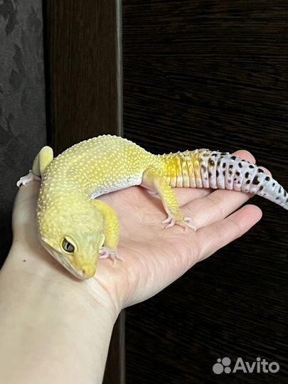 Взрослый самец эублефар