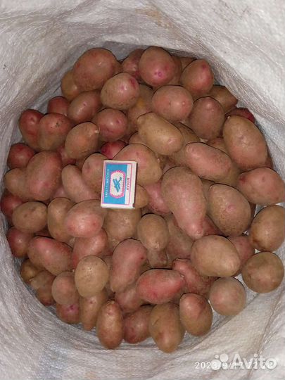 Картофель