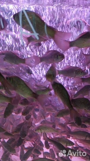 Рыба для пруда Малек-Линь. Вьюн. Амур. Карп