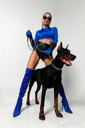 Доберман для фотосессии