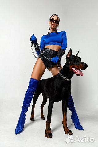 Доберман для фотосессии